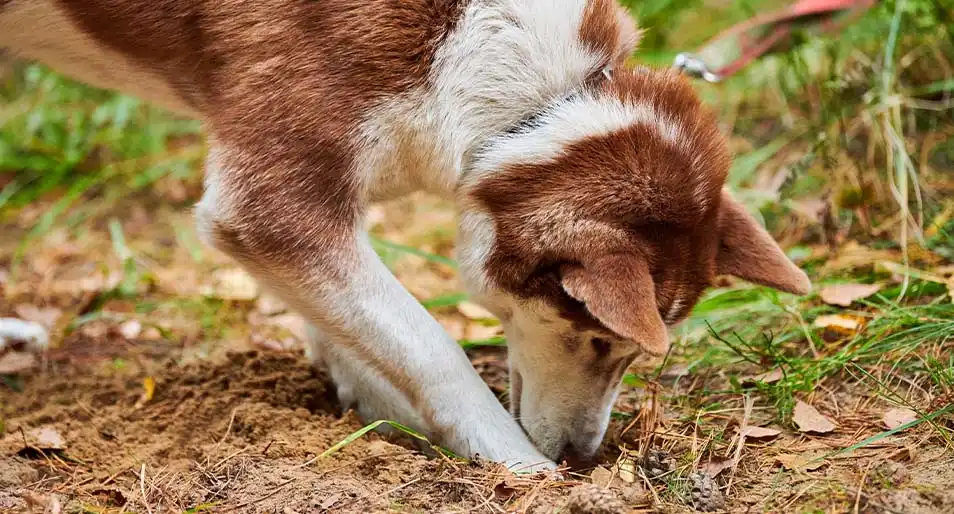 A Siberian husky dog digging with their nose to the dirt