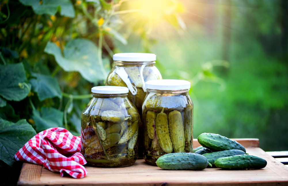 Three jars of pickles on a picnic table next to a napkin. A cucumber plant is in the background. 