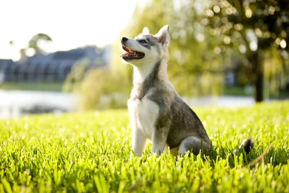 An Alaskan Klee Kai puppy sitting in the grass.