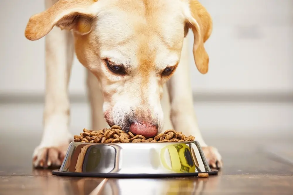Yellow lab with graying muzzle eats dry dog food out of a metal bowl on the floor 