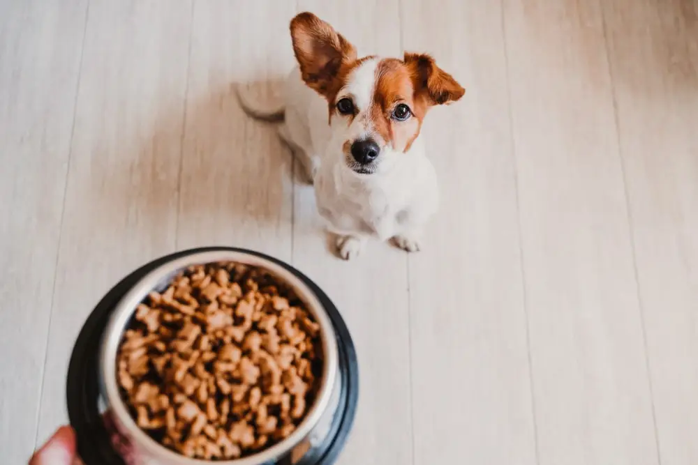 Small jack russell terrier waits for his bowl of dry dog food to be placed on the ground