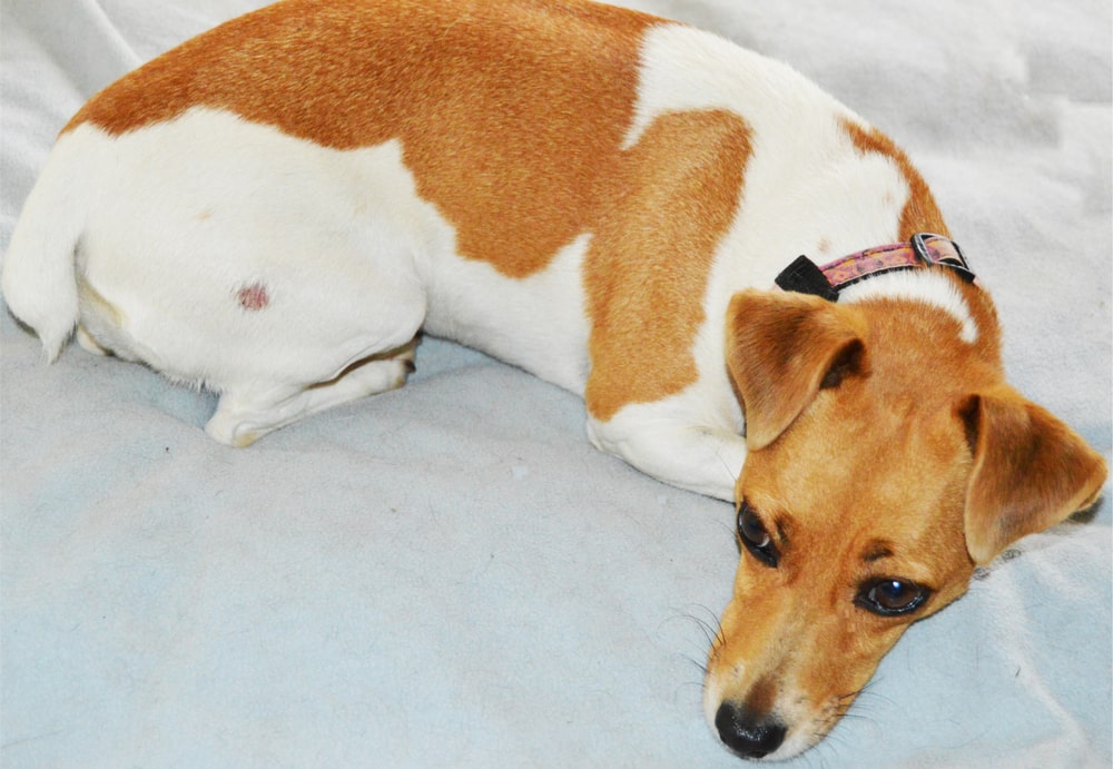 Jack Russell terrier with a red circular patch of ringworm on her rump
