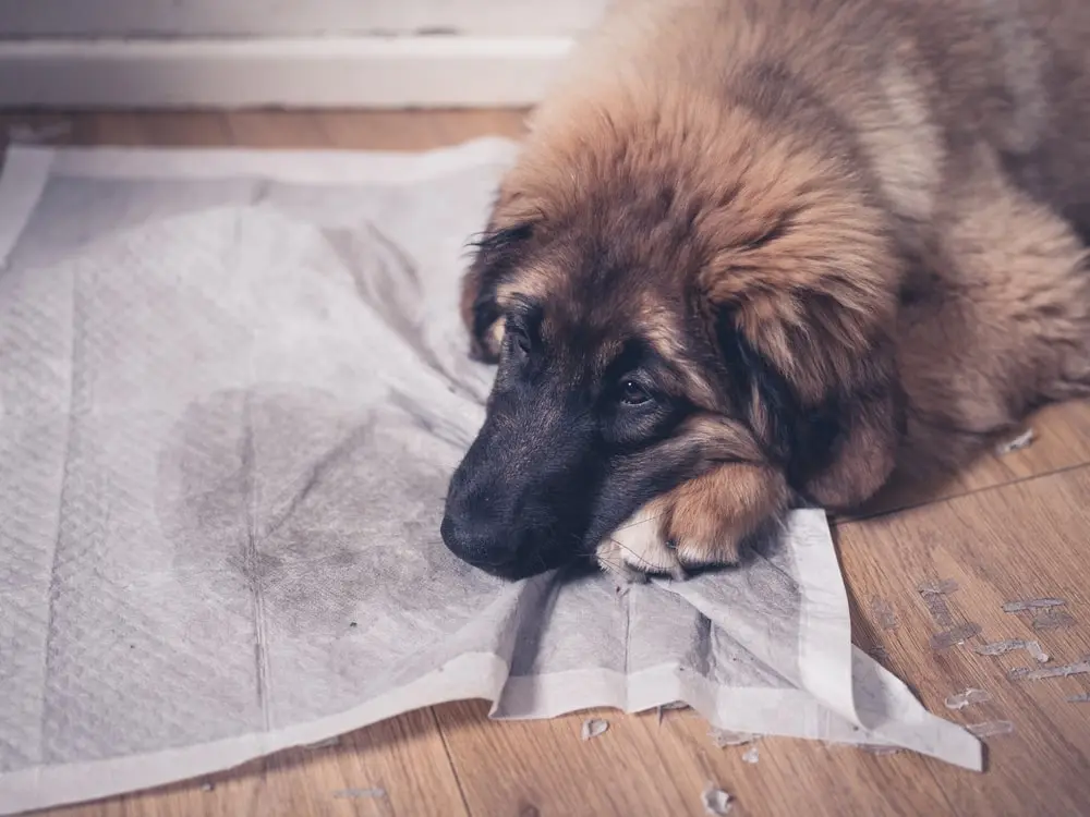 Senior dog sitting next to a towel