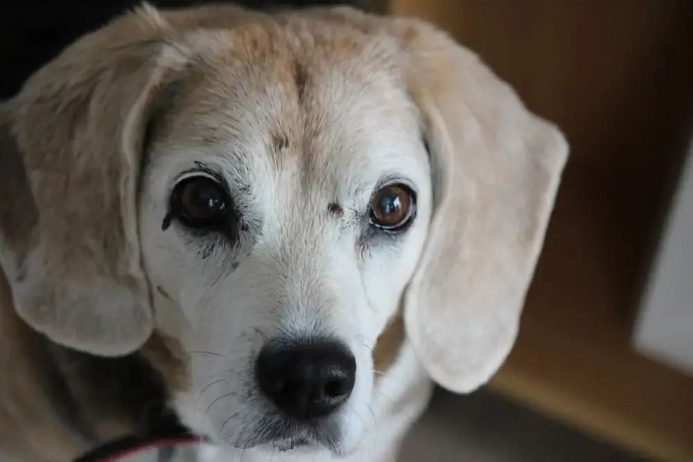 A beagle with a few skin tags on its face.