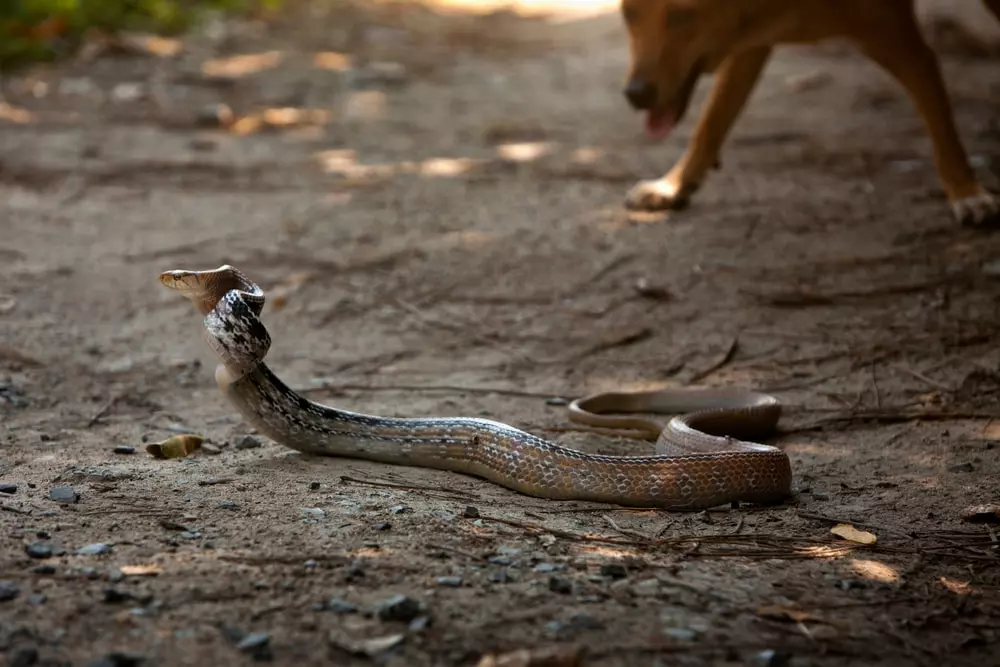 A copperhead snake with a dog in the background