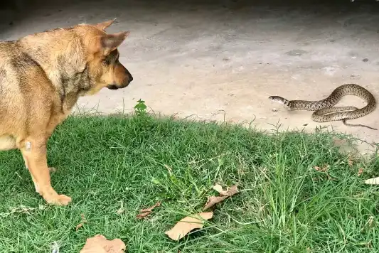 A dog and snake staring at each other