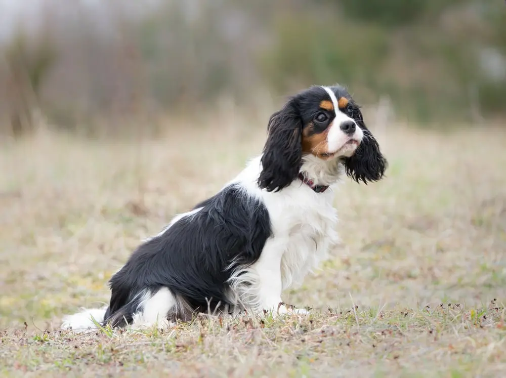 A tricolor cavalier King Charles spaniel sits calmly outside.