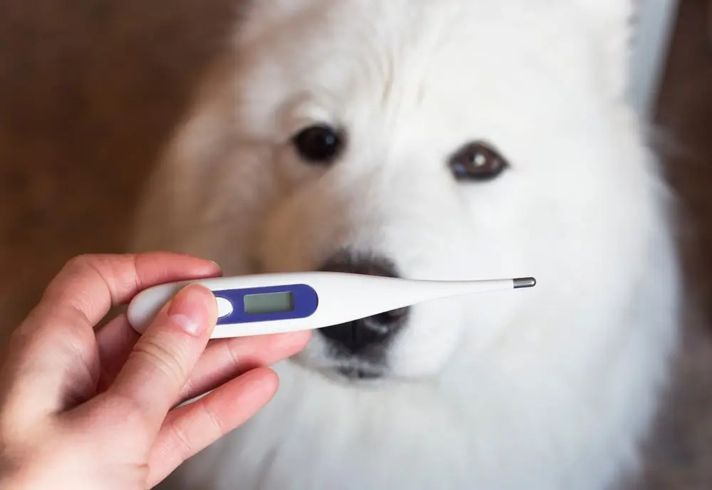 Thermometer for measuring a dog’s temperature in hand with white dog in background.