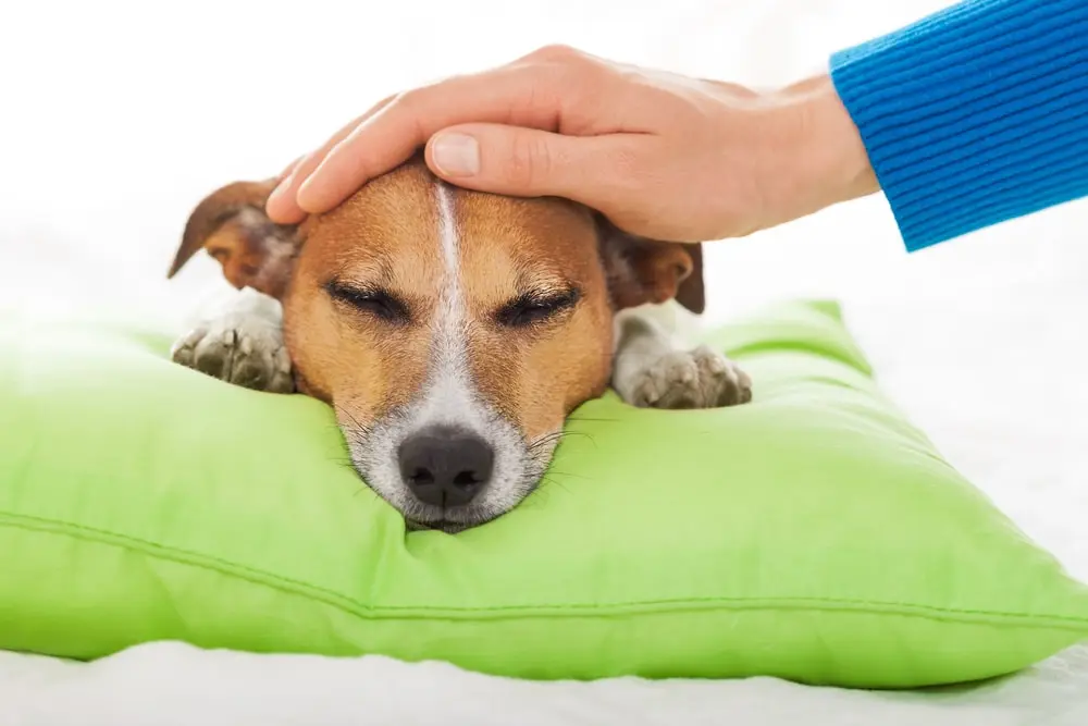 Sick dog lays head on pillow and gets pet on head by owner. 