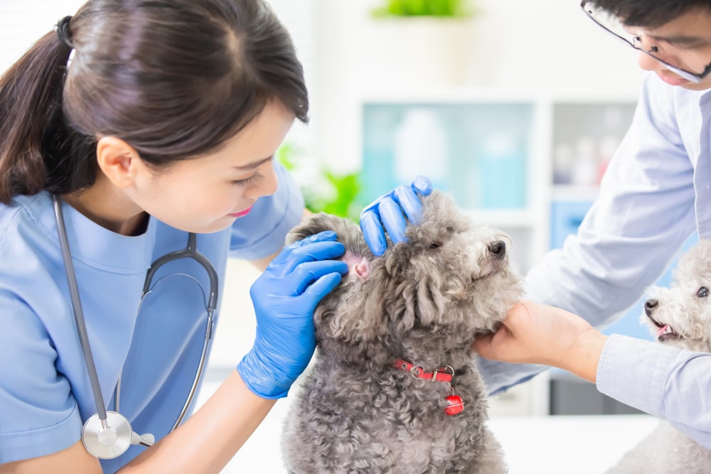 A woman veterinarian examining a gray toy poodle’s ear. 
