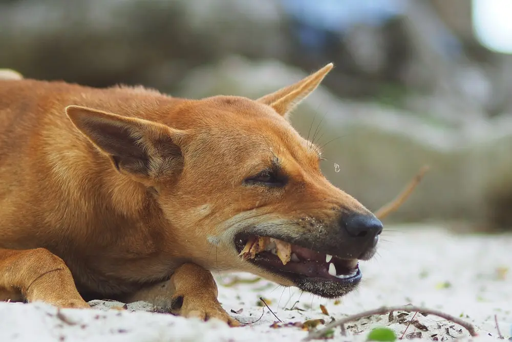 A Chihuahua eating a bone from a human’s hand.