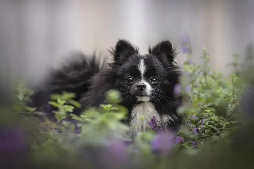 A black and white Pomeranian standing in a field of catnip.