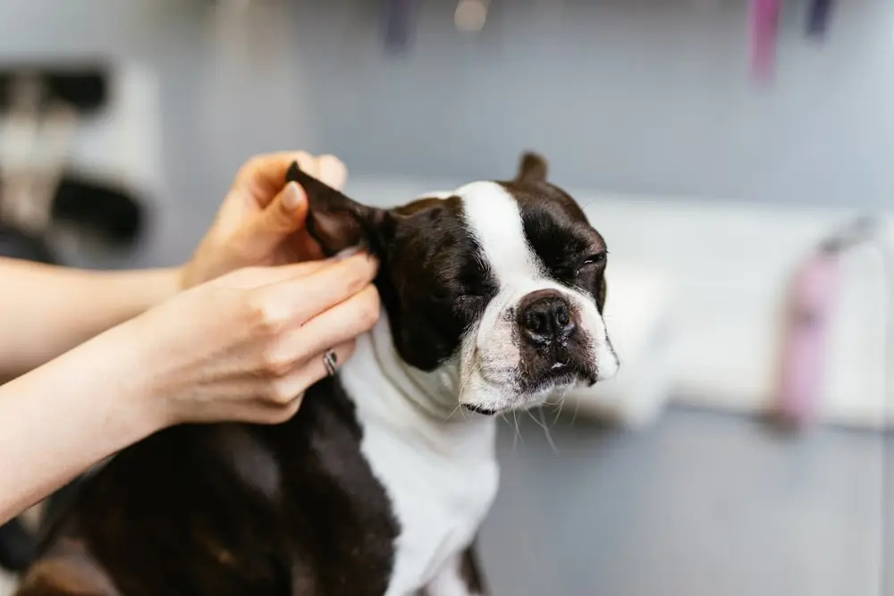 An owner cleans their Boston terrier's ear. 