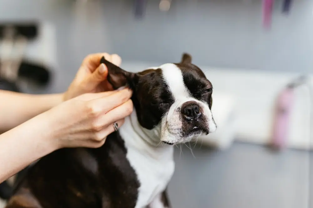 Vitamin e sales for dogs ears