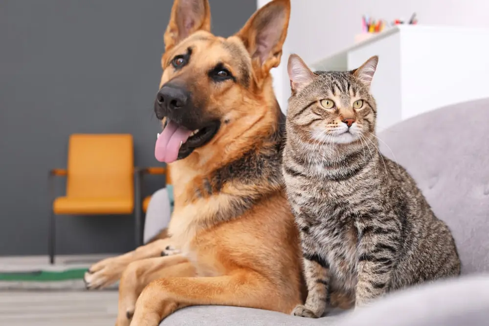 Cat and dog sitting together on a sofa.