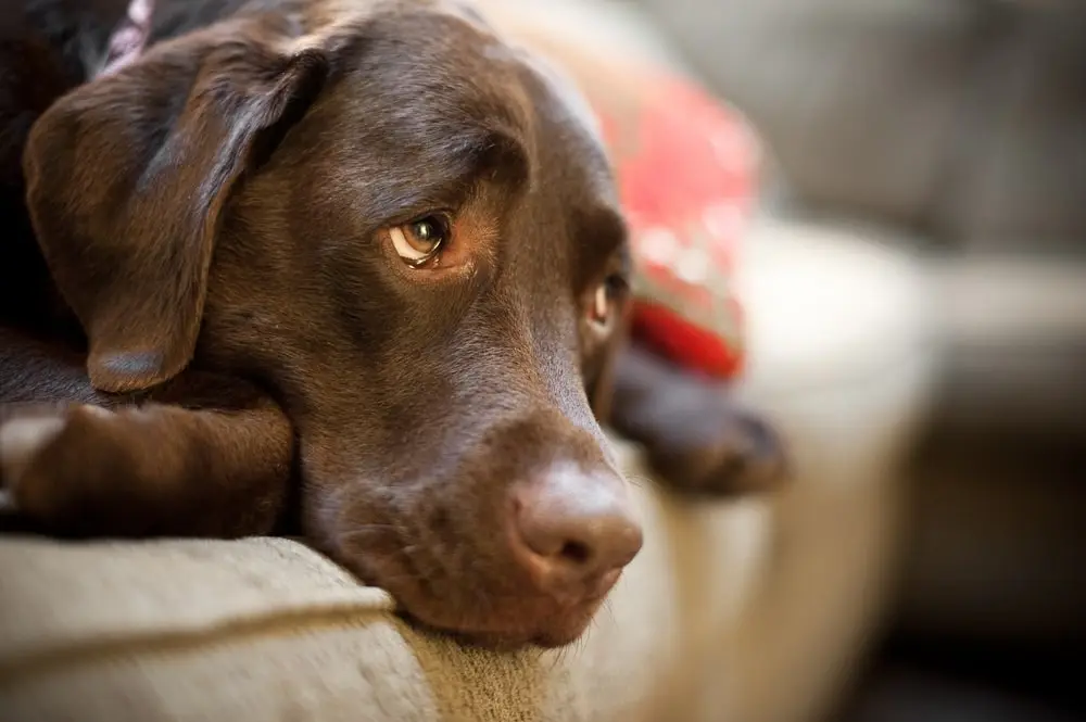 A chocolate Labrador laying his head down on the couch.
