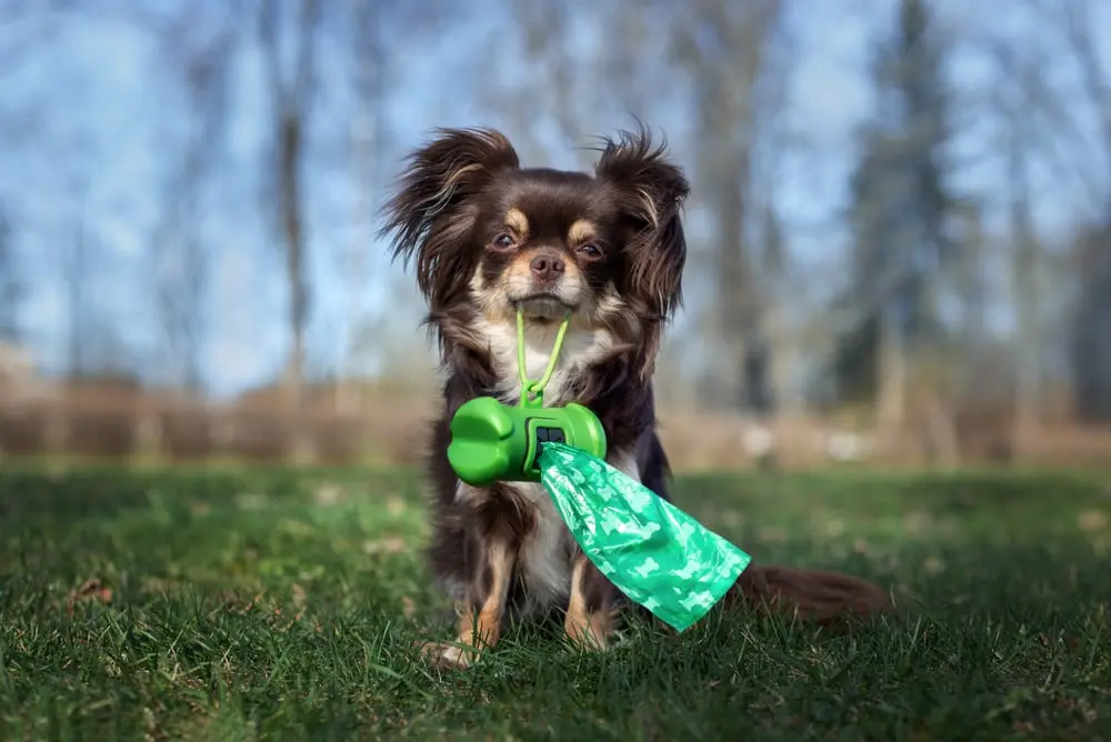 A happy dog running while holding a waste bag holder in its mouth.