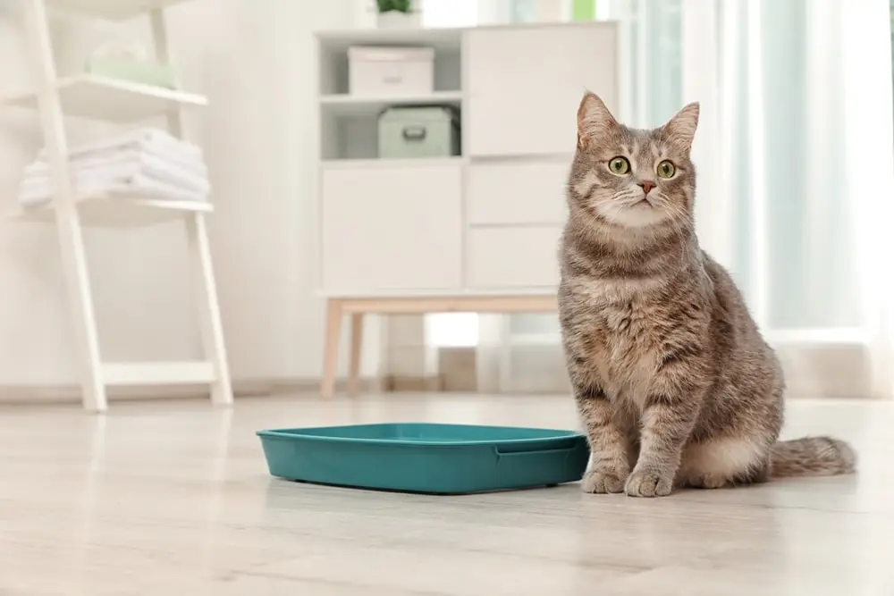 Gray-brown cat with green eyes sitting next to a teal litter box in a bathroom