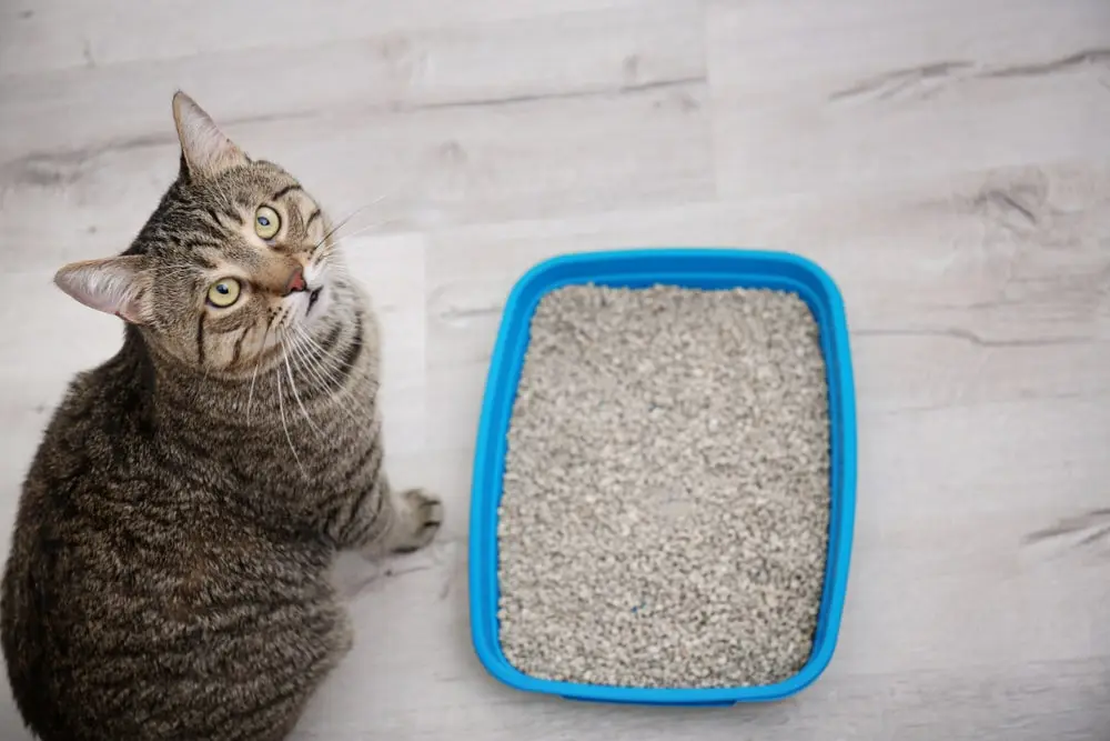Brown striped cat with green eyes sitting next to blue litter box and looking up 