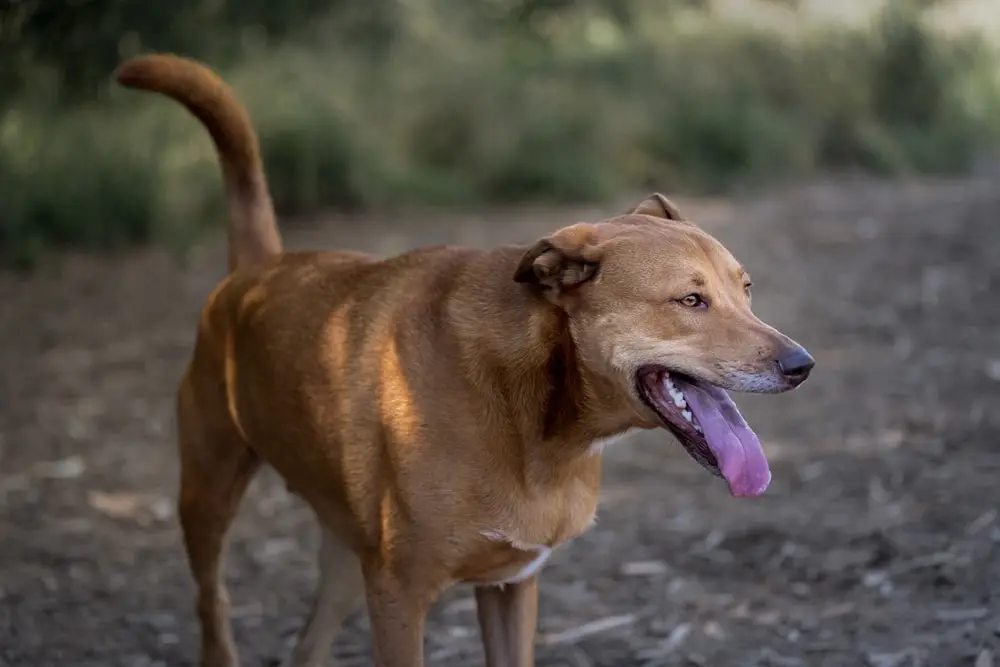 A large brown dog with their mouth open spending time outside.