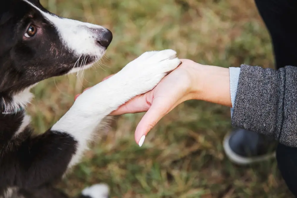 Dog giving owner their paw