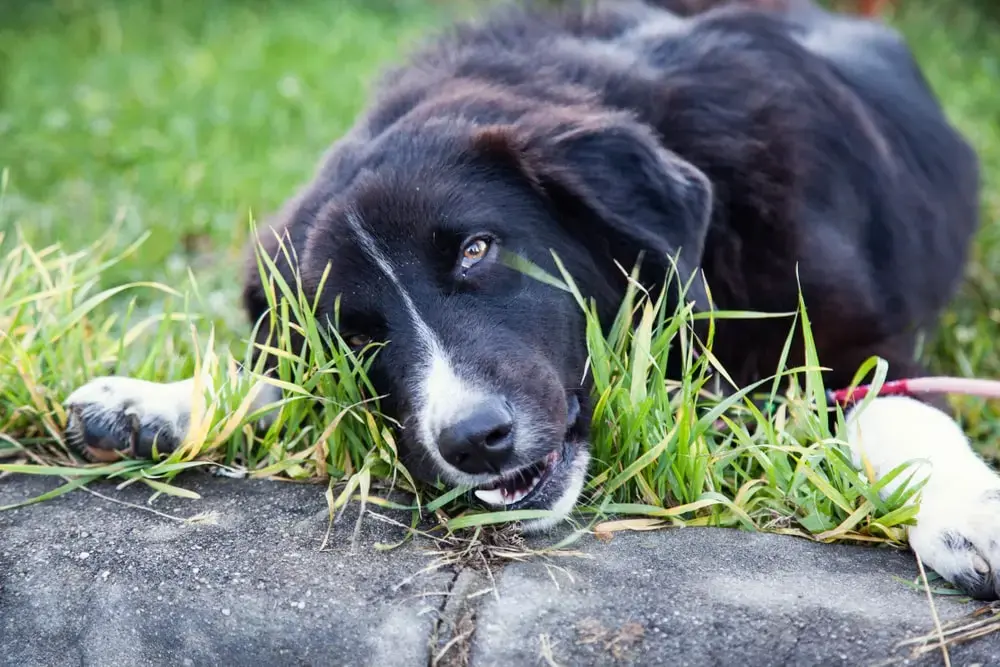 A brown dog eating grass