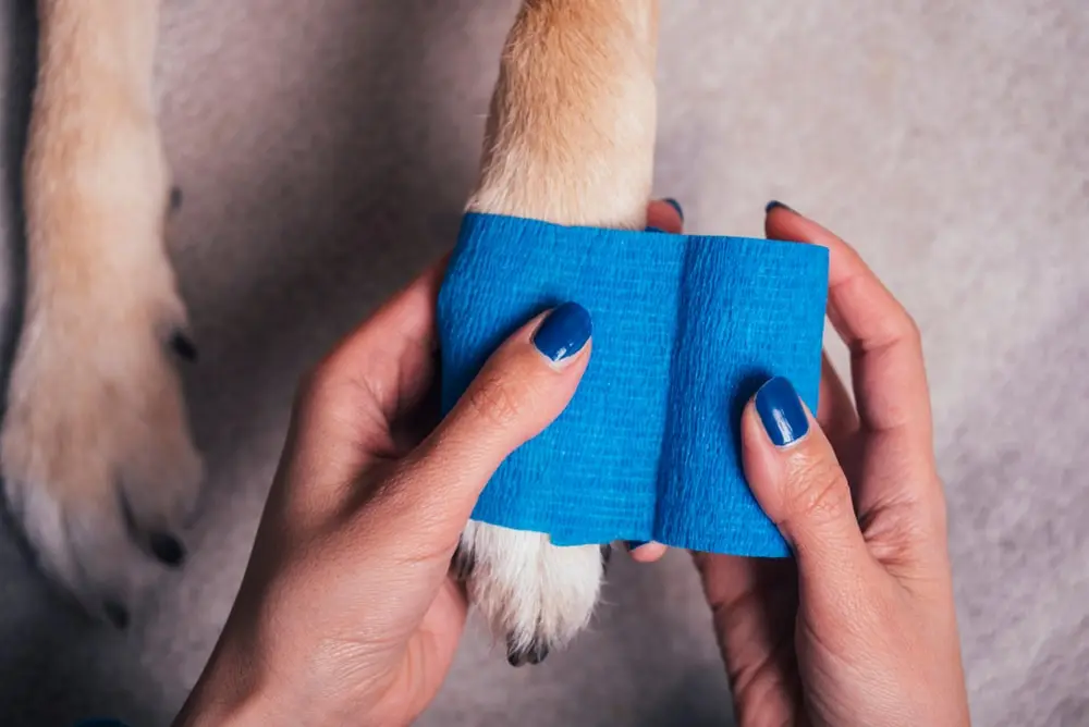 Close up of a woman wrapping a light brown dog’s paw in blue adhesive tape.