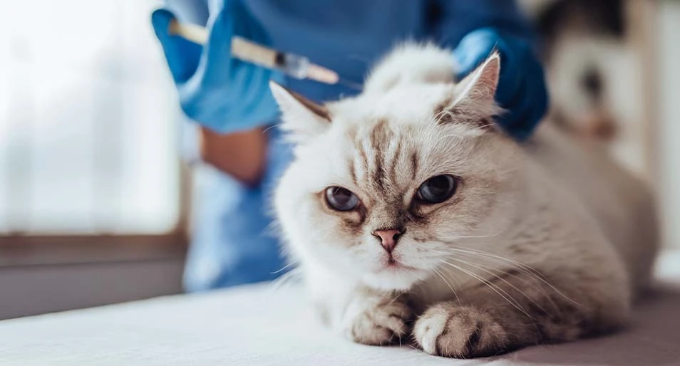 Cat at the vet's office