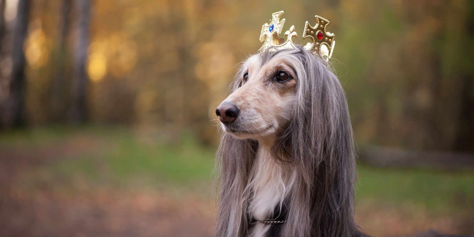 Game of Thrones Pet Names
