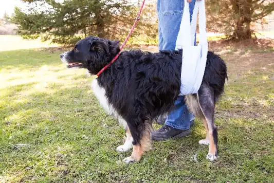 Dog recovering from TPLO surgery walking in a sling.