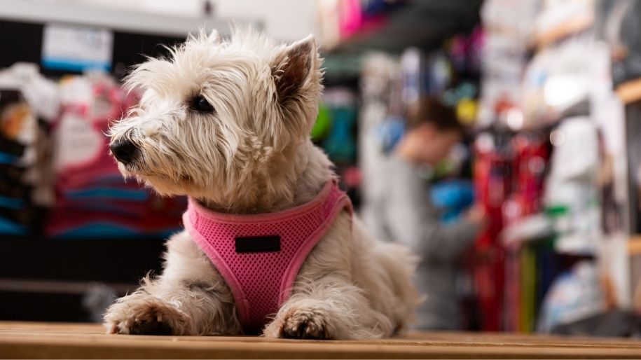 Dog wearing a walking harness