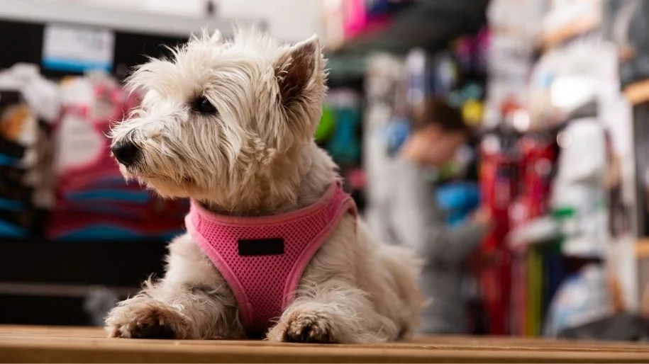 Dog wearing a walking harness