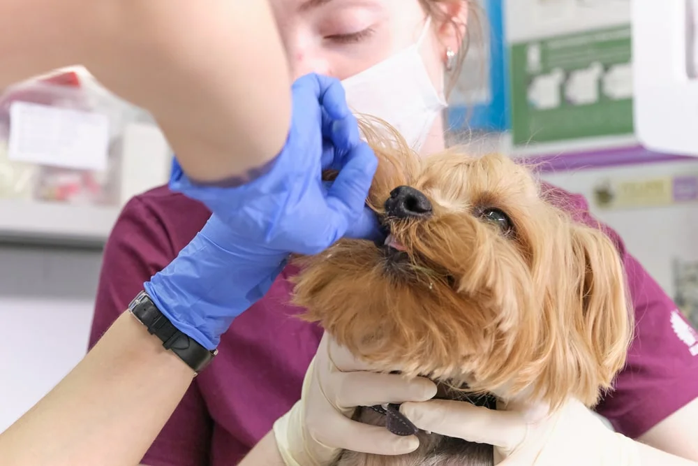 A dog getting their teeth looked at by a vet