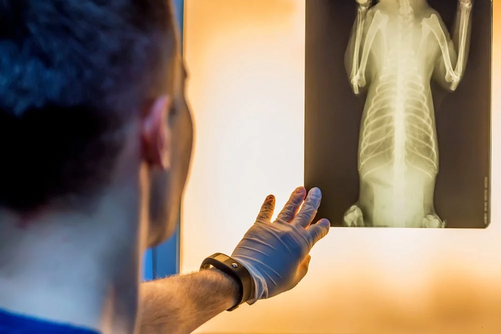 Vet looking at a dog xray