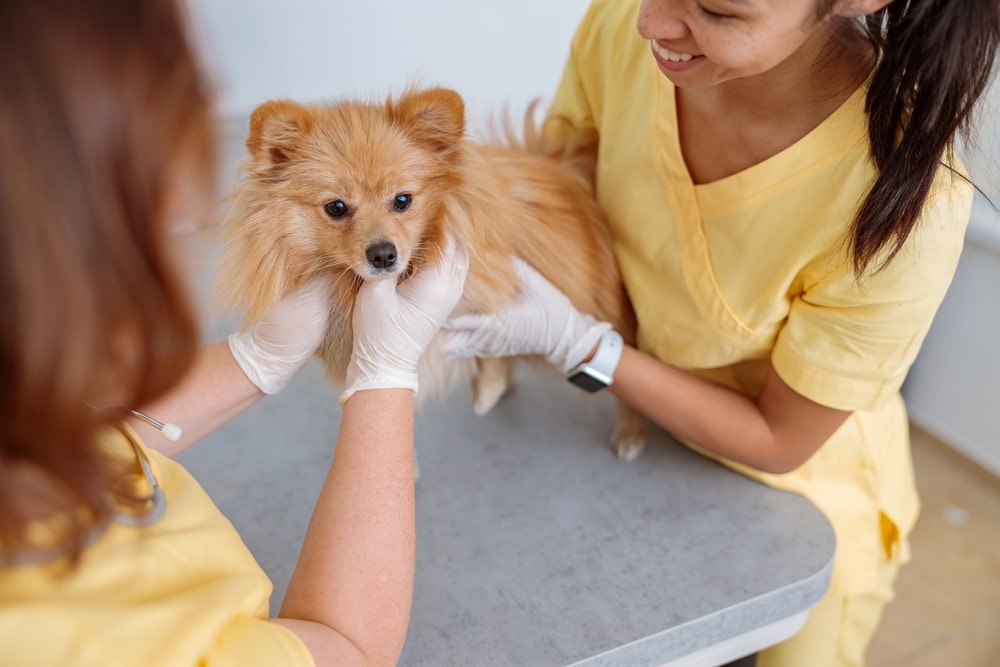 Two veterinarian technicians examining a small brown dog. 