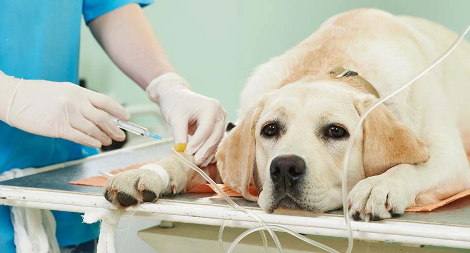 Vet giving a shot to an ivory labrador dog.