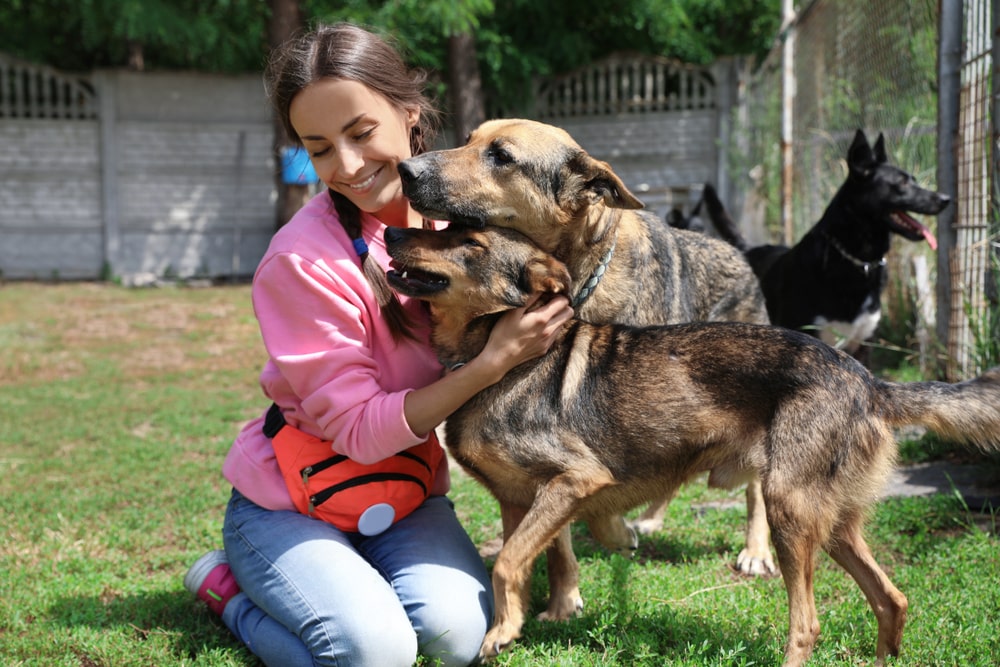 A volunteer petting two homeless dogs.