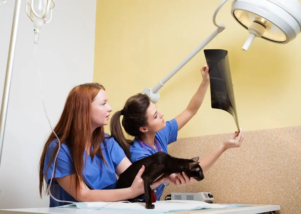 Two women in an exam room with a black cat, examining its x-ray 