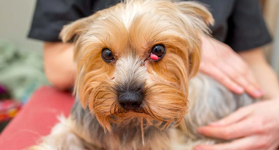 A dog with cherry eye at the vet’s office.