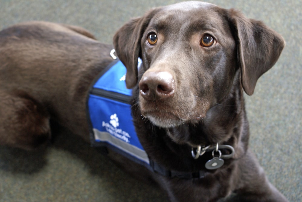 A chocolate lab wearing a blue service dog vest lies on the floor and looks keenly up into the camera.