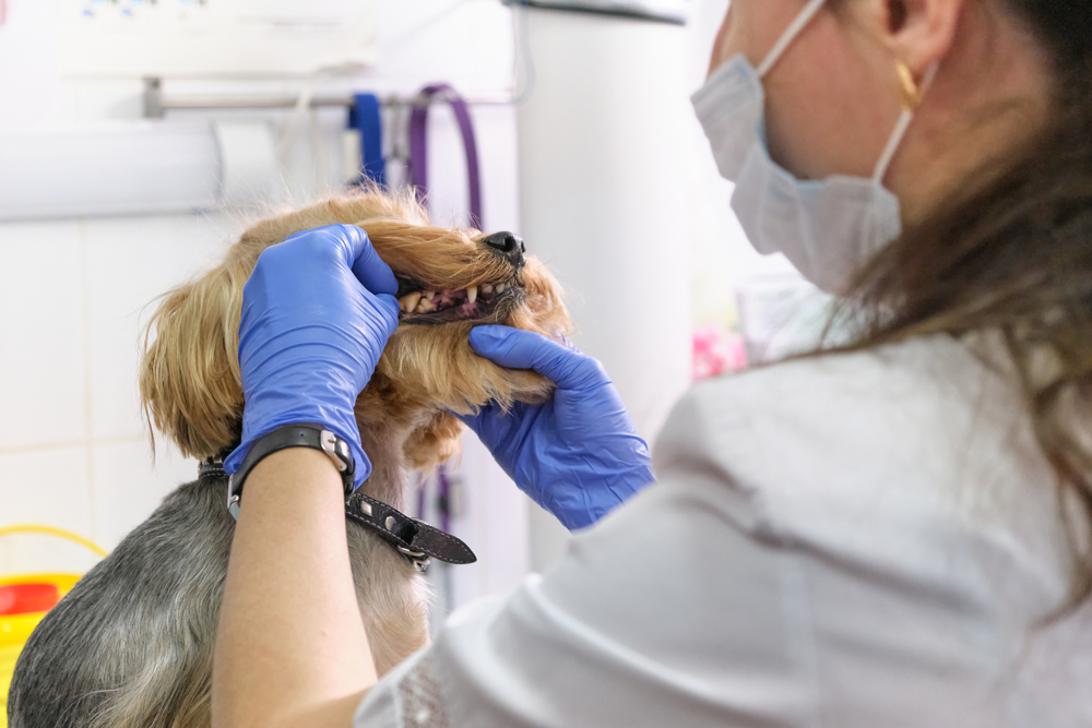 A vet examines a small dog’s teeth. 