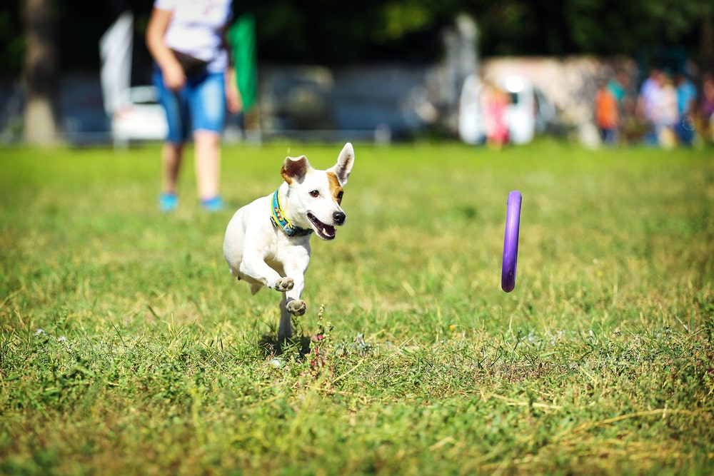 Russell Terrier chasing a plastic ring during a game of fetch.
