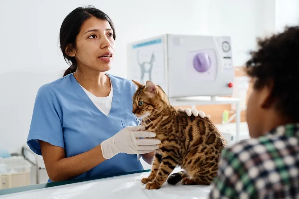 A veterinarian holds a bengal cat on the table while speaking with the owner.