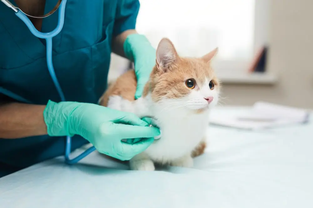 Close-up of cat being examined.