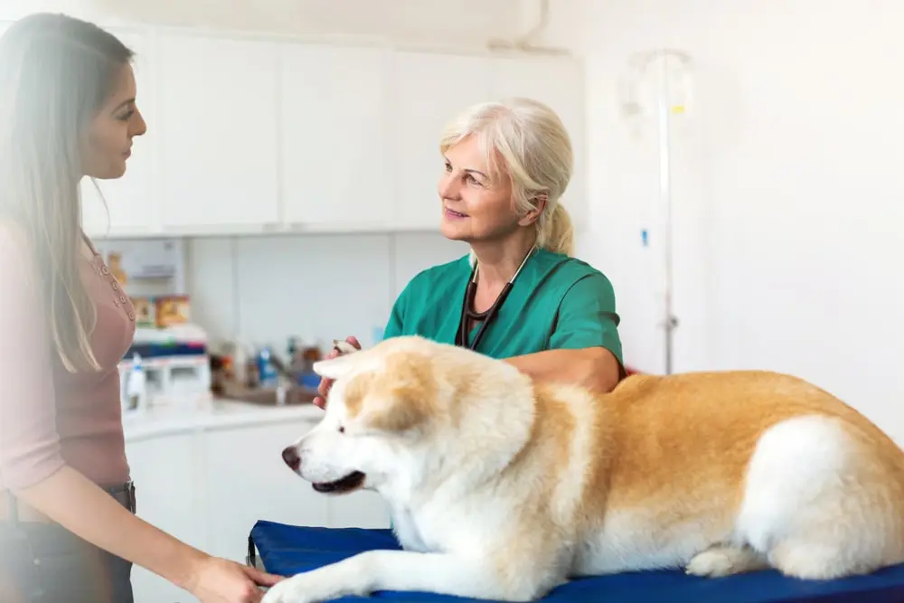 Veterinarian talks with a pet owner while a dog lays on the exam table.