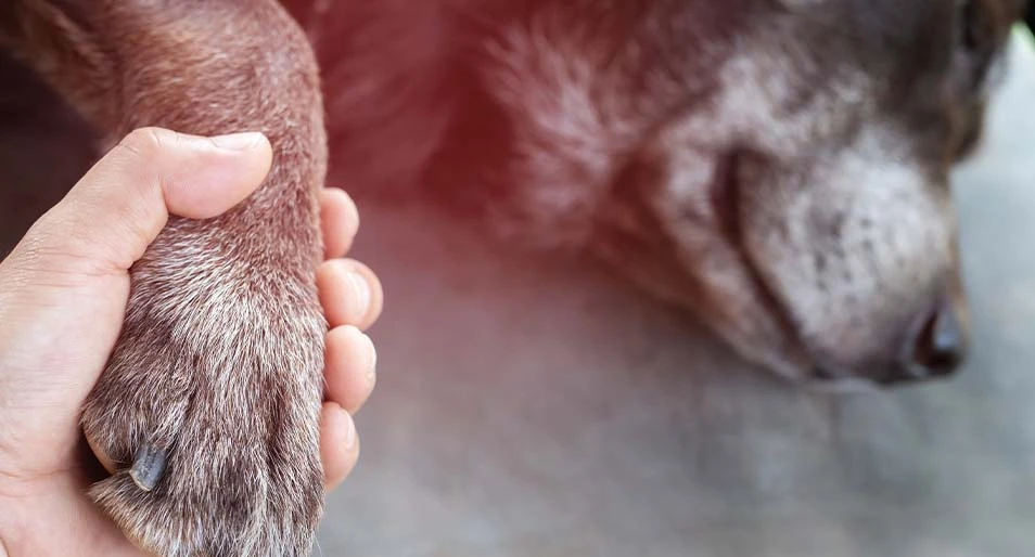 A child holding an elderly dog’s paw.