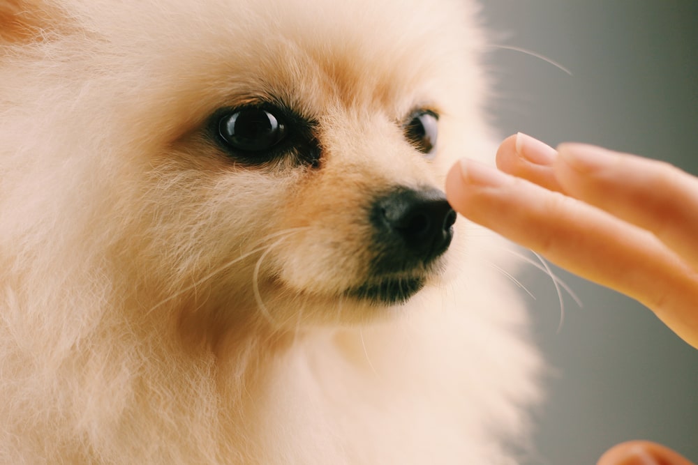 A person touching a Pomeranian's tiny nose. 