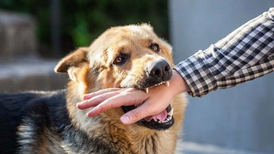 A German shepherd puts their open mouth with its canine teeth resting on a person's hand as they reach out. 