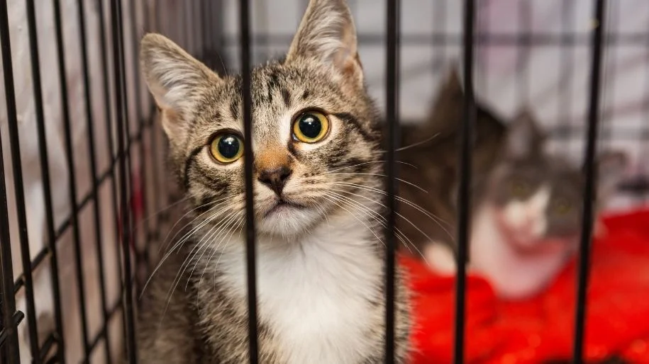 A tabby cat sits at the front of a closed wire crate while a grey and white cat lays in the back on a red blanket.