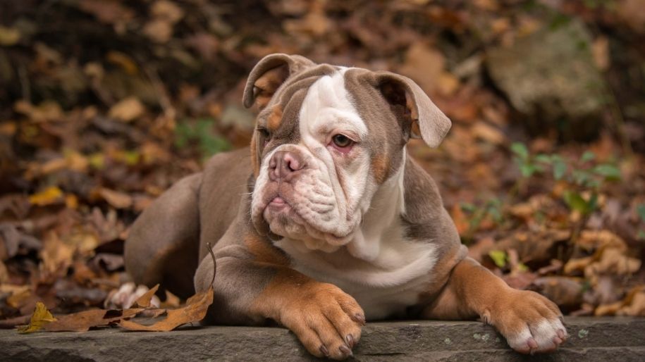 American Bulldog